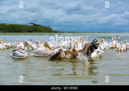 White pelican, Lago Ziway, Oromía, Etiopia, Africa Foto Stock