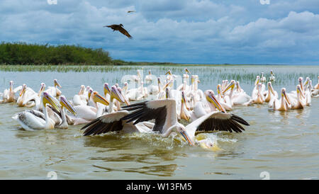 White pelican, Lago Ziway, Oromía, Etiopia, Africa Foto Stock