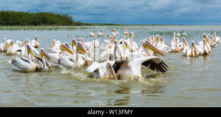 White pelican, Lago Ziway, Oromía, Etiopia, Africa Foto Stock