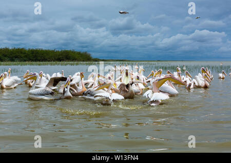 White pelican, Lago Ziway, Oromía, Etiopia, Africa Foto Stock