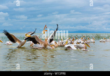 White pelican, Lago Ziway, Oromía, Etiopia, Africa Foto Stock