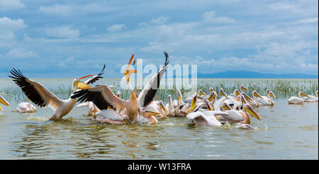 White pelican, Lago Ziway, Oromía, Etiopia, Africa Foto Stock