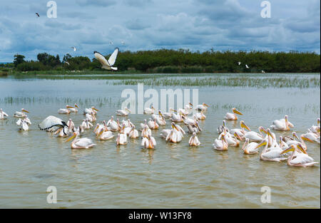 White pelican, Lago Ziway, Oromía, Etiopia, Africa Foto Stock