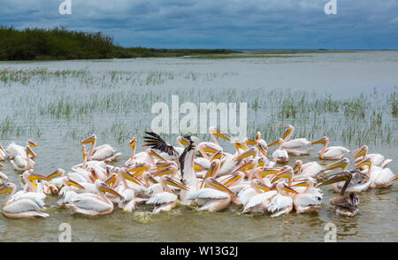 White pelican, Lago Ziway, Oromía, Etiopia, Africa Foto Stock