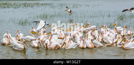 White pelican, Lago Ziway, Oromía, Etiopia, Africa Foto Stock