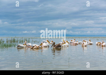 White pelican, Lago Ziway, Oromía, Etiopia, Africa Foto Stock