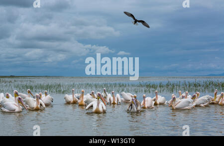 White pelican, Lago Ziway, Oromía, Etiopia, Africa Foto Stock