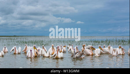 White pelican, Lago Ziway, Oromía, Etiopia, Africa Foto Stock