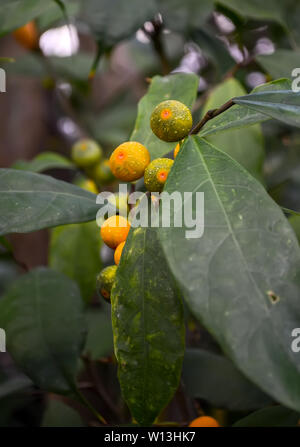 Piccoli frutti immaturi tangerini su un ramo close up Foto Stock