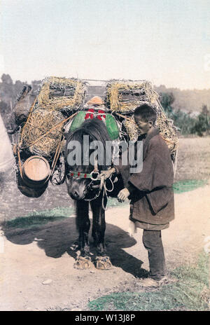 [ 1890 Giappone - Pack Horse conducente ] - un agricoltore o un mago (pack horse driver) e sua fortemente pranzo cavallo. Il cavallo indossa la paglia Ferri da cavallo per proteggere gli zoccoli. Cavalli giapponesi erano piccoli, ma forte come cavalli europea. Xix secolo albume vintage fotografia. Foto Stock