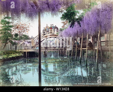 [ 1890 Giappone - Glicine a Kameido Tenjin Santuario, Tokyo ] - Shinji Pond, fiore di glicine e un tradizionale ponte arcuato a Kameido Tenjin shrine in Tokyo. Il Kameido santuario è dedicato a Michizane Sugawara, un personaggio politico e studioso di letteratura cinese del Periodo Heian (794 - 1185) che è venerata come una divinità dell'apprendimento. Il santuario, ponte ad arcate e wisteria trellis furono distrutti dai bombardamenti statunitensi durante la seconda guerra mondiale. Esse sono state ricostruite, ma il ponte è ora realizzata in calcestruzzo e manca di travi. La scena ha perso in gran parte, se non tutti, del suo vecchio fascino. Xix secolo vintage albume fotogr Foto Stock