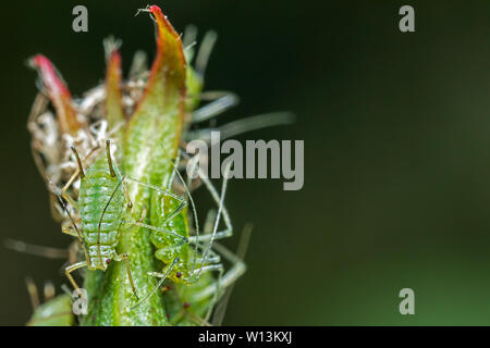 Aphides sulla pianta verde macro estreme Foto Stock