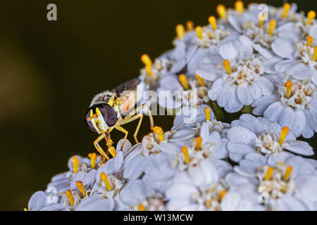 Hoverfly appollaiate su fiore bianco Foto Stock