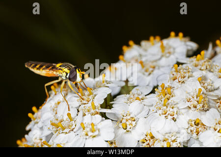 Hoverfly appollaiate su fiore bianco Foto Stock