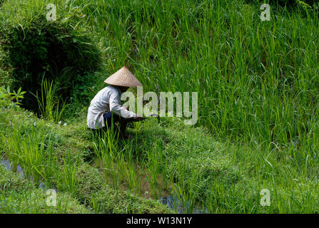 Uomo in cappello conico portante due cestelli su un palo in tutta l'Tegallalang terrazze di riso nei pressi di Ubud, Bali, Indonesia Foto Stock