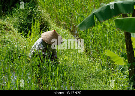 Uomo in cappello conico portante due cestelli su un palo in tutta l'Tegallalang terrazze di riso nei pressi di Ubud, Bali, Indonesia Foto Stock