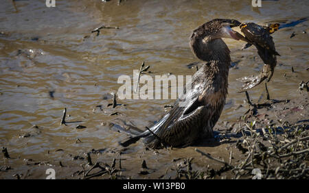 Anhinga che lotta per mangiare un pesce Foto Stock