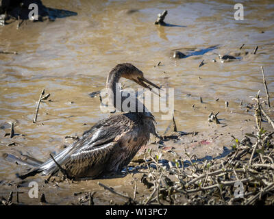 Anhinga che lotta per mangiare un pesce Foto Stock