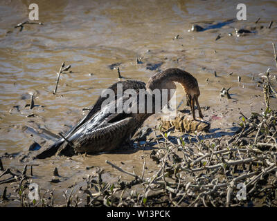 Anhinga che lotta per mangiare un pesce Foto Stock