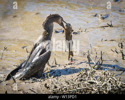 Anhinga che lotta per mangiare un pesce Foto Stock