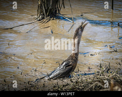 Anhinga che lotta per mangiare un pesce Foto Stock