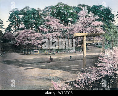 [ 1890 Giappone - il parco Ueno, Tokyo ] - una fila di risciò parcheggiato sotto la fioritura dei ciliegi nel Parco di Ueno, Tokyo. Sulla destra, un sacro torii gate è visibile. Xix secolo albume vintage fotografia. Foto Stock