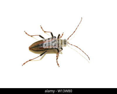 Il longhorn beetle Oxymirus cursore femmina su sfondo bianco Foto Stock