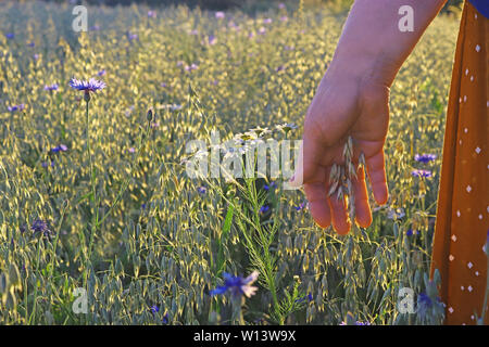 In un campo di avena con cornflowers e fioritura camomilla, close-up di una femmina di mano toccando una pianta di grano Foto Stock