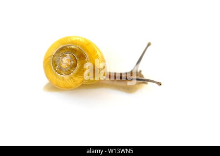 Giardino giallo lumaca Cepaea nemoralis isolati su sfondo bianco Foto Stock