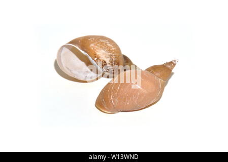 Gusci dal grande stagno snail Lymnaea stagnalis su sfondo bianco Foto Stock