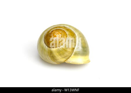 Giardino giallo lumaca Cepaea nemoralis isolati su sfondo bianco Foto Stock