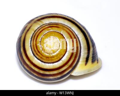 Shell da un giardino a strisce lumaca Cepaea nemoralis su sfondo bianco Foto Stock