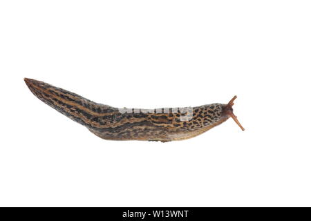 Grande grigio slug Limax maximus isolati su sfondo bianco Foto Stock