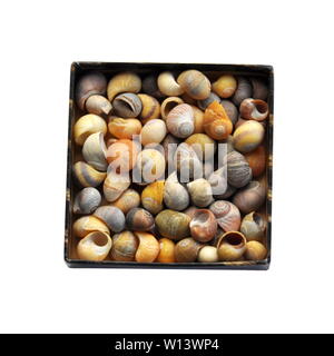 Molti diversi gusci dalla conchiglia Littorina obtusata in una scatola Foto Stock