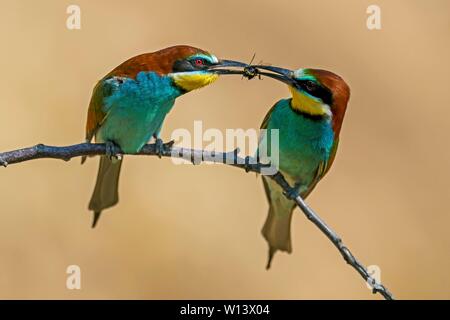 Due i gruccioni (Merops apiaster), animale coppia seduta sul ramo, consegna preda come dono nuziale, Renania-Palatinato, Germania Foto Stock