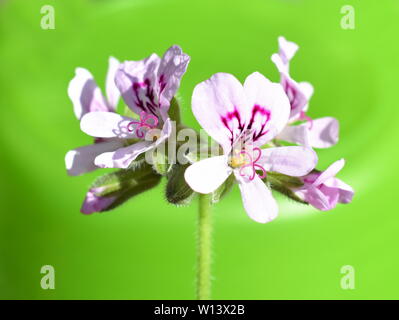 Pelargonium crispum il limone-profumato geranio Foto Stock