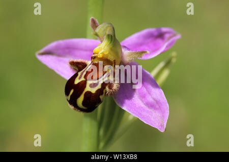 Bee Orchid Ophrys apifera Foto Stock