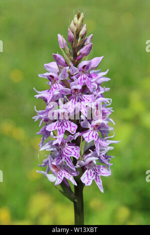 Dactylorhiza fuchsii - Comune Spotted Orchid Foto Stock