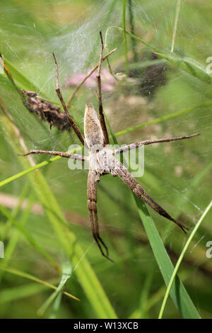 Vivaio Spider Web Pisaura mirabilis femmina nido di guardia Foto Stock