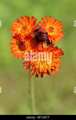 Orange Hawkweed Pilosella aurantiaca Foto Stock