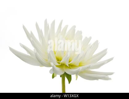 Primo piano su un bianco Fiore Dahlia isolati su sfondo bianco Foto Stock