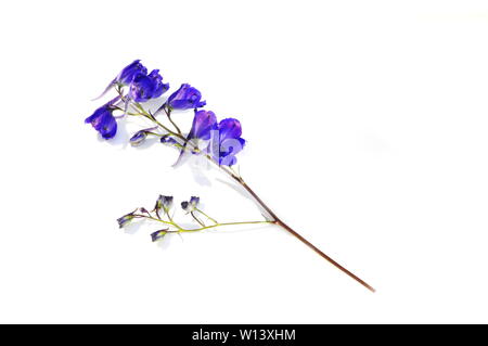 Delphinium blu fiori isolati su sfondo bianco Foto Stock