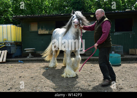 Romany viaggiatore Tom prezzo a casa a Pencoed con il suo partner Luanne e figlia Maggie. Egli è raffigurato al suo smallholding con il boss di Galway Foto Stock