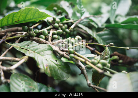 I chicchi verdi di caffè sul ramo di albero di caffè a Bali, Indonesia Foto Stock