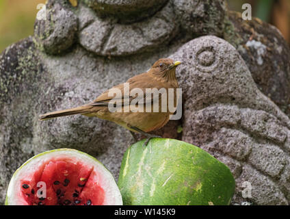 Argilla tordo colorati siede su un melone a fette Foto Stock