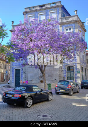 Alberi di jacaranda in piena fioritura per le strade di Porto, di fronte all edificio coperto in tipiche piastrelle blu Foto Stock