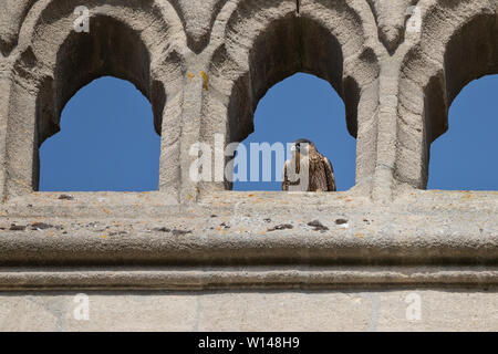 Il novellame di falco pellegrino (Falco peregrinus) appoggiato sulla chiesa vicino al sito di nido, Hampshire, Regno Unito Foto Stock