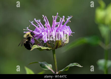Bumblebee su bee balm in giardino. Si tratta di una delle oltre 250 specie in genere Bombus, parte di Apidae, una delle famiglie di api. Foto Stock