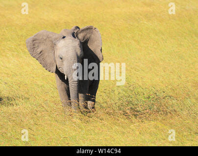 Baby Elephant calf Loxodonta africana con le orecchie sporgenti pascolo verde dei prati Masai Mara riserva nazionale del Kenya Africa orientale volto Foto Stock