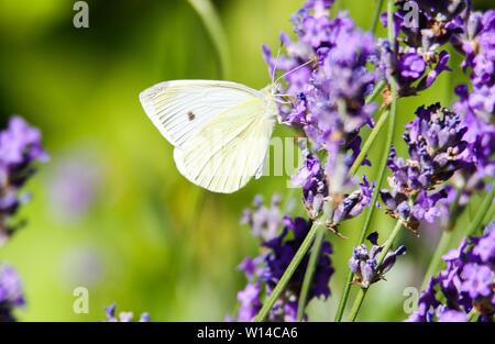 Close up di cavolo bianco butterfly (Sarcococca brassicae) sulla lavanda lilla Foto Stock